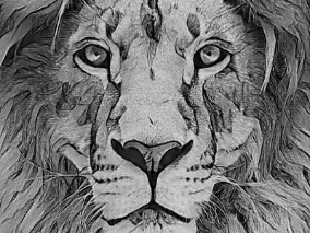 Black Lion